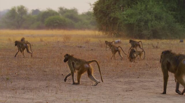 A herd of Yellow baboons (Papio Cynocephalus) Walking towards the river to drink water at early morning.