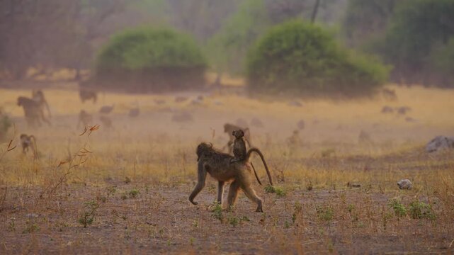 Footage of a baby Yellow baboons (Papio Cynocephalus) sitting at the back of his mother.