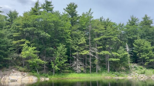 Pine trres on the Shore of a Georgian Bay Island