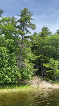 Tall Pines and rocky Shore on Bone Island, Georgian Bay Islands National Park