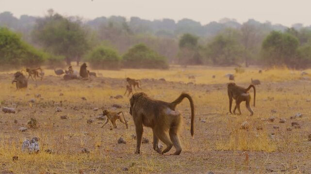 Slow motion footage of Yellow baboons (Papio Cynocephalus) moving together.