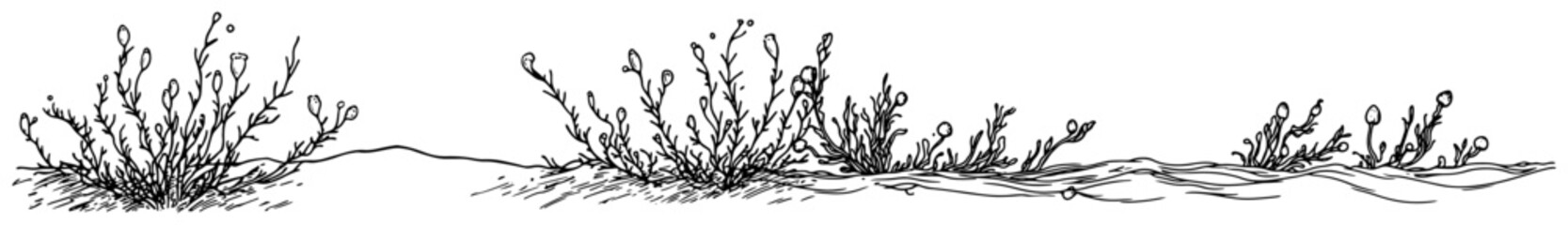 Wild plants and field weeds on meadow ground in hand drawn sketch style © Kaz