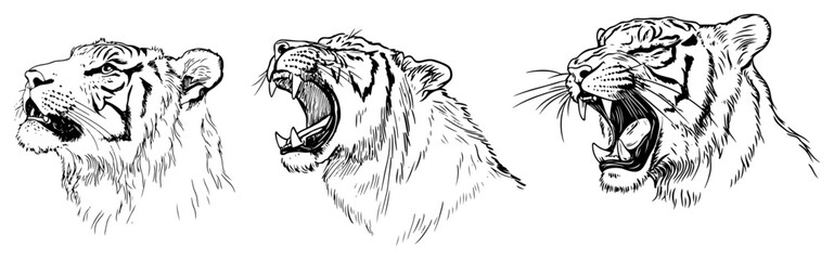 Tiger heads showing roar and profile in hand drawn sketch style © Kaz