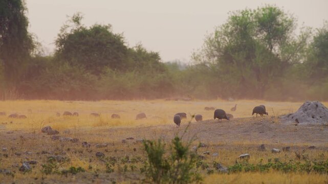 A herd of helmeted guineafowl (Numida meleagris) foraging in south africa safari.
