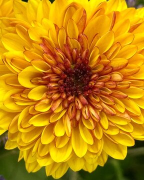 yellow dahlia flower