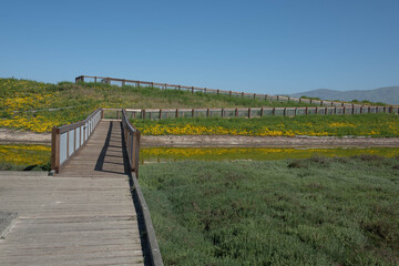 Obraz premium Wetland Trail