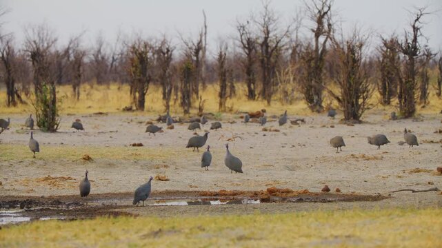 A family of helmeted guineafowl (Numida meleagris) drinking water from a pond in south africa.