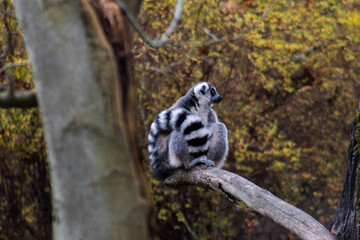lemur sitting on a tree © Polartundra Photos
