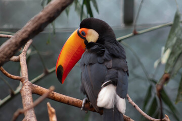 Toco toucan in the trees - Ramphastos toco - native to south america, they are know to inhabit savannas and rainforest © Polartundra Photos