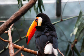 Toco toucan in the zoo - Ramphastos toco - native to south america, they are know to inhabit savannas and rainforest © Polartundra Photos