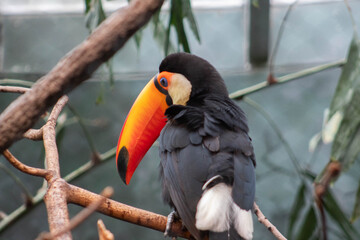 Toco toucan looking down - Ramphastos toco - native to south america, they are know to inhabit savannas and rainforest © Polartundra Photos