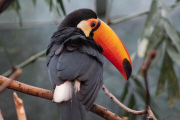 Toco toucan - Ramphastos toco - native to south america, they are know to inhabit savannas and rainforest © Polartundra Photos