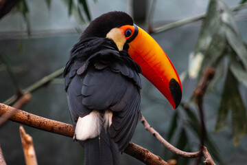 Toco toucan  sitting on a tree - Ramphastos toco - native to south america, they are know to inhabit savannas and rainforest © Polartundra Photos