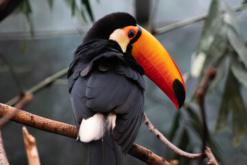 Toco toucan  in a tree - Ramphastos toco - native to south america, they are know to inhabit savannas and rainforest © Polartundra Photos