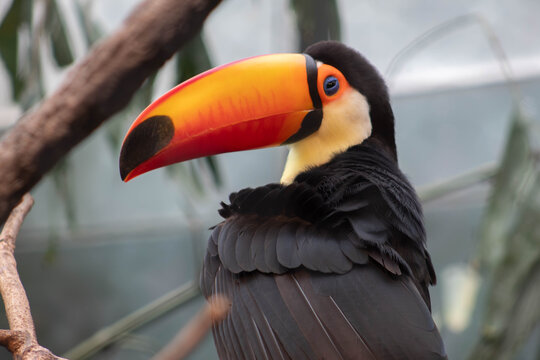 Colorful Toco toucan - Ramphastos toco - native to south america, they are know to inhabit savannas and rainforest