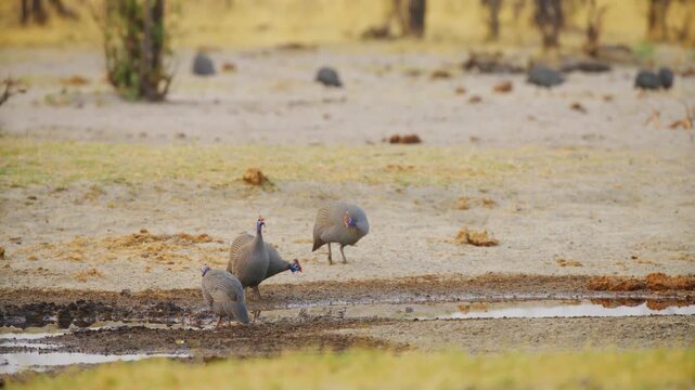 A family of helmeted guineafowl (Numida meleagris) drinking water from a pond in south africa.