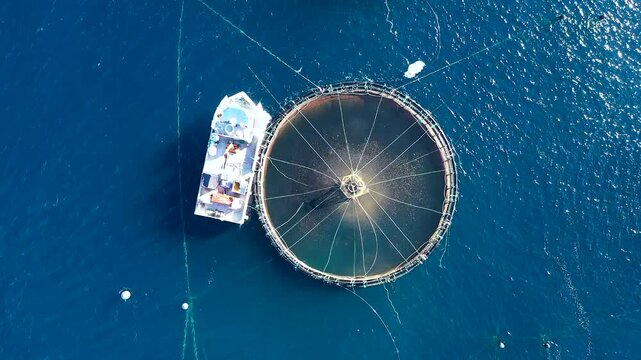Bird's-eye view of a sea bass fish farm with its cages in the bay of Altea, in Spain.