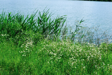 Fototapeta premium 川沿いに夏草が生い茂る道