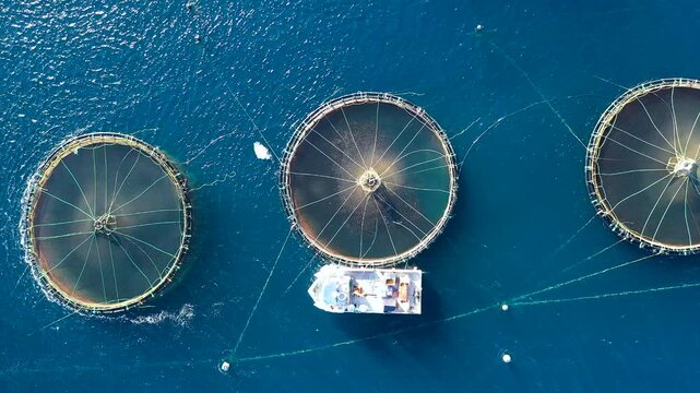 Bird's-eye view of a sea bass fish farm with its cages in the bay of Altea, in Spain.