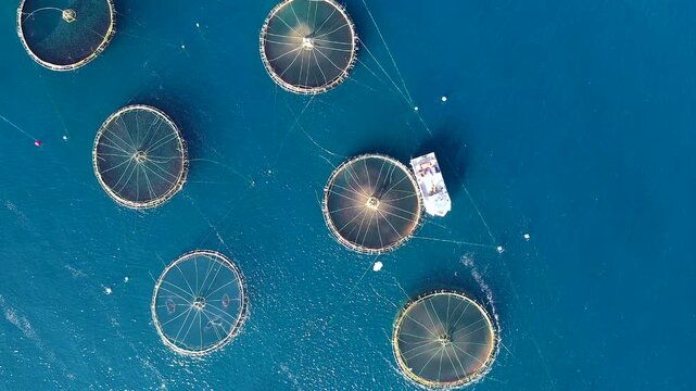 Bird's-eye view of a sea bass fish farm with its cages in the bay of Altea, in Spain.