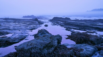 Fototapeta premium Coastal rock terraces with kelp at low tide, blue hour