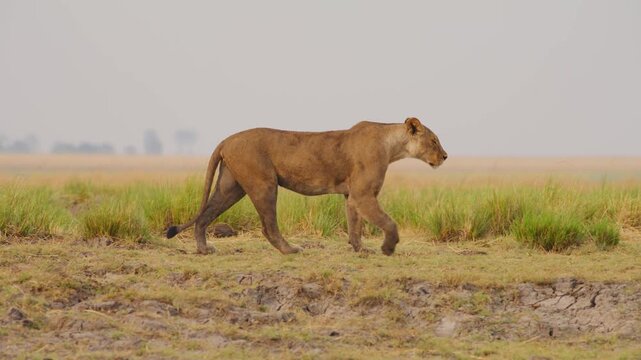 Slow motion Footage of proud walk of an African Lioness (Panthera leo).