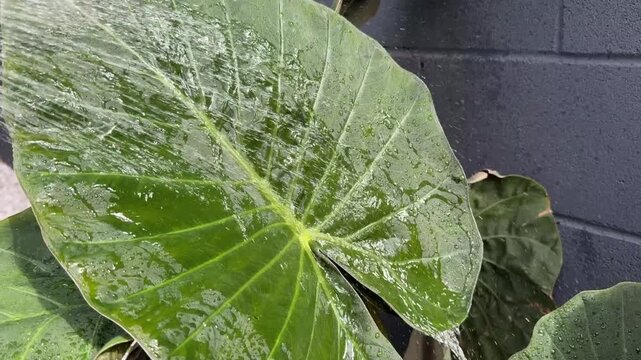 Watering tropical plants (real video NOT AI) 