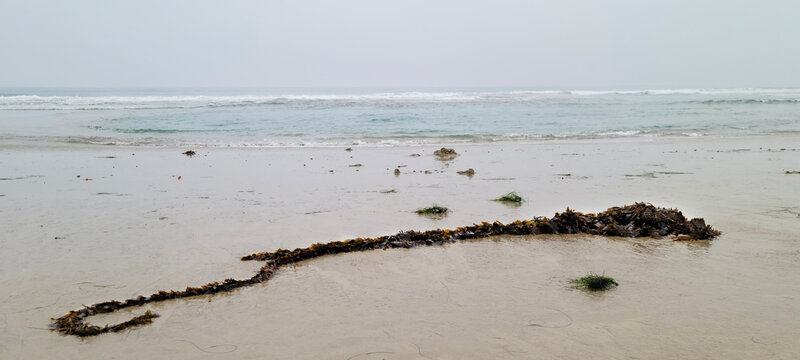 Long strand of brown kelp and seaweed washed up on the wet sand of Pacific Beach shore in San Diego, California