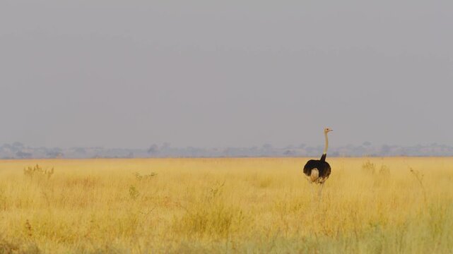 A wide angle footage of a common ostrich (Struthio camelus) standing in the middle of grasslands of Africa.