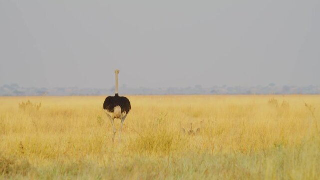 Close up of a Common Ostrich (Struthio camelus) foraging with her young ones in south africa.