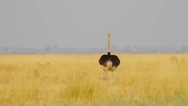 Close up of a Common Ostrich (Struthio camelus) foraging with her young ones in south africa.
