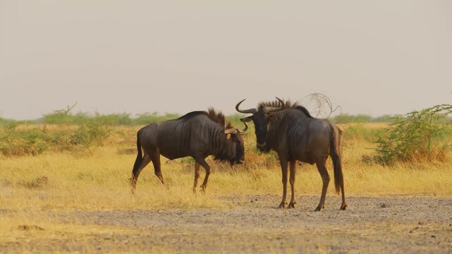 Footage of a blue wildebeest (Connochaetes taurinus) Looking into the Camera. South Africa.