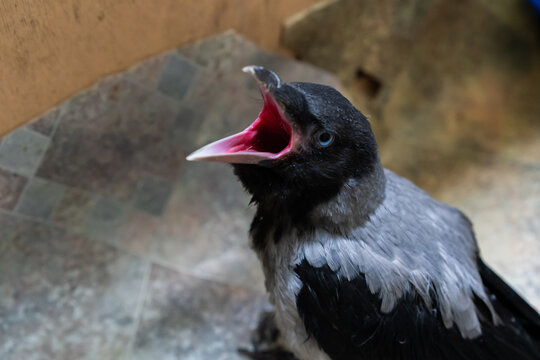 Close-up of a juvenile hooded crow with its beak wide open, revealing a bright pink interior.