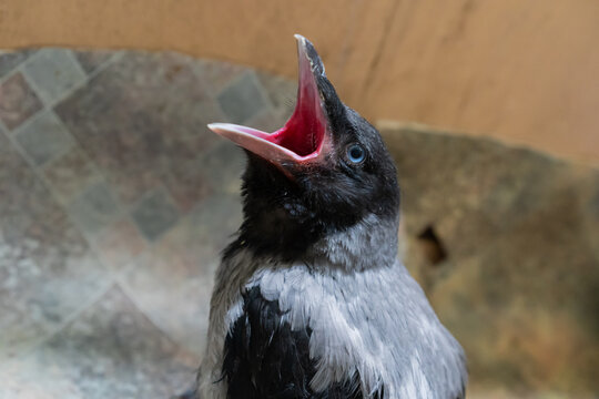 Close-up of a juvenile hooded crow sitting on a tiled floor indoors.