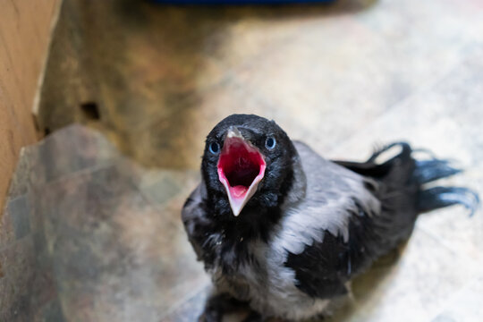 Close-up of a juvenile hooded crow sitting on a tiled floor indoors.