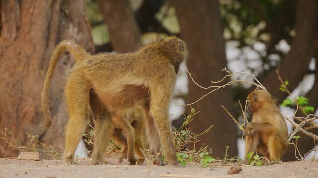Footage of Yellow baboon (Papio cynocephalus) playing with branches of trees.