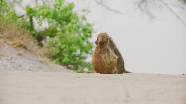 Close up of a couple of Olive baboons (Papio anubis) in south africa.
