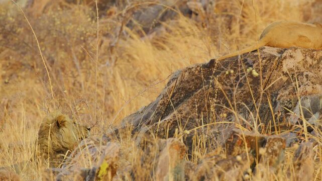 Male lion watching his partner sitting on a small cliff.