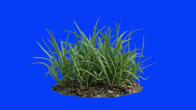 A vibrant 3D animated asset of fresh green lawn grass growing from a round patch of earth. Placed against a plain blue screen background for clean compositing into architectural and natural outdoor la