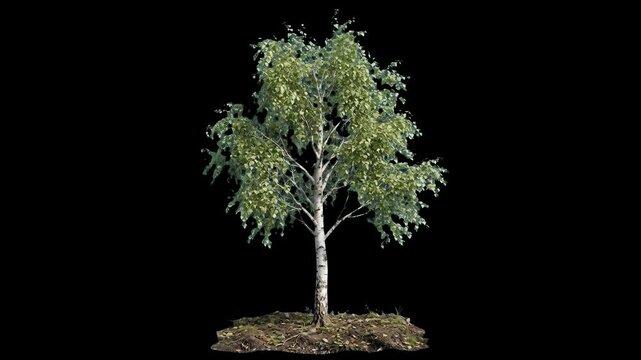 A detailed 3D render of a classic birch tree with characteristic white bark and dense green leaves, growing from a patch of soil. Set against a solid black backdrop for high-contrast environmental gra