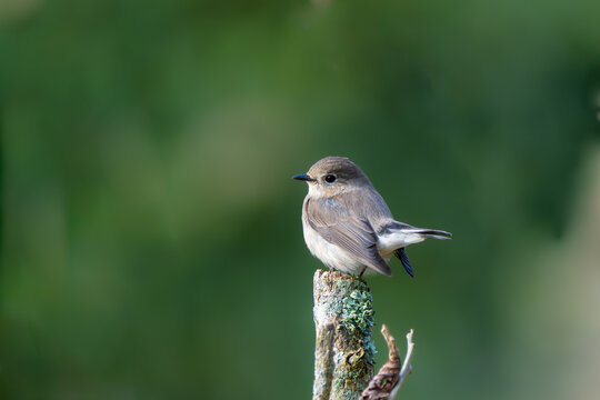 Small gray wild bird perched on a wooden post with soft background