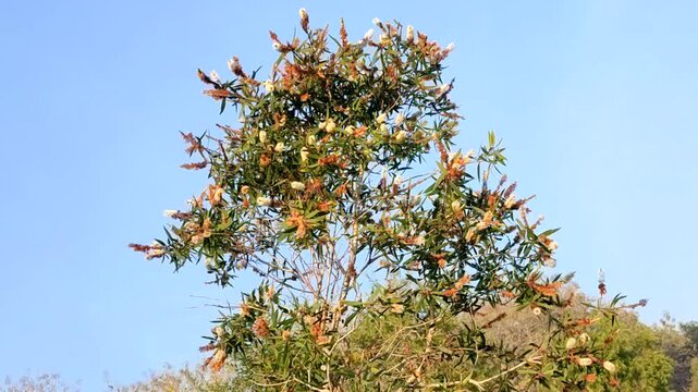 flowering tree in the fields