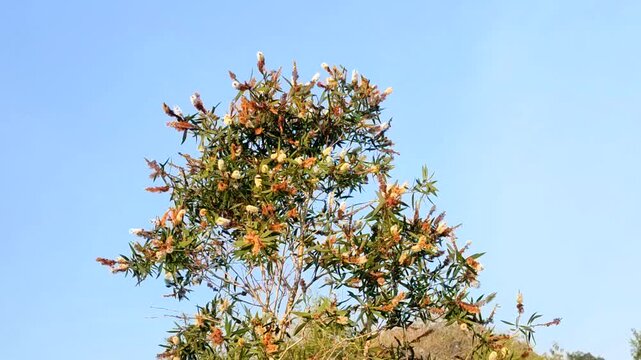 flowering tree in the fields
