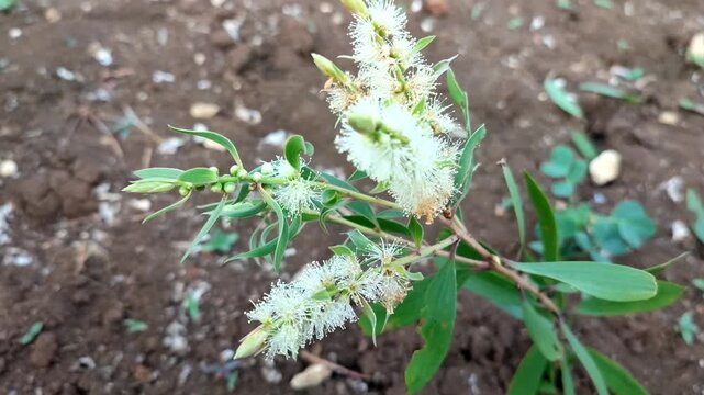 eucalipthus tree flowers