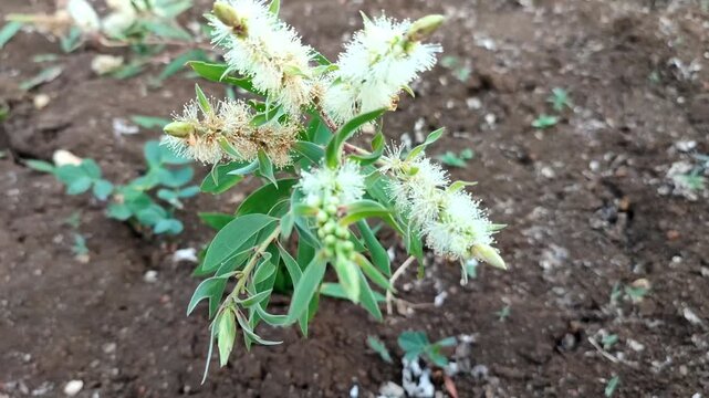 eucalipthus tree flowers