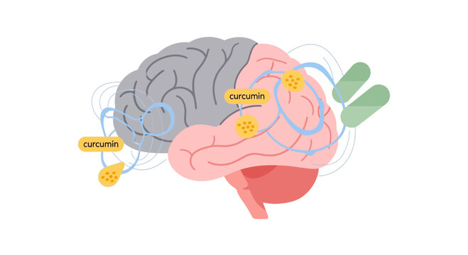 Curcumin Brain Health Illustration: Cognitive Function and Neural Pathways