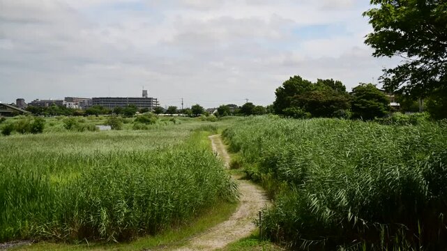 タイムラプス_雲と草