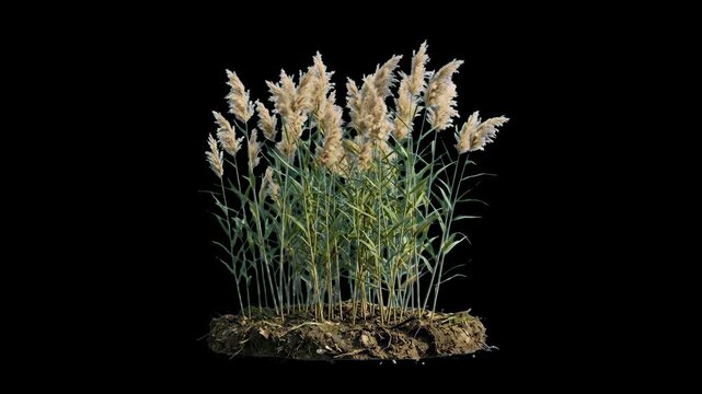 Realistic 3D render of tall wild reeds and pampas grass growing in a soil bed, isolated on a solid black background for easy alpha compositing and blending. Ideal for dark-themed visuals, cinematic na