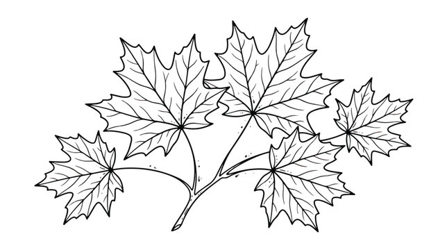 Vintage maple leaf branch line art, hand drawn botanical maple foliage illustration, black and white autumn leaf vector for coloring or logo design