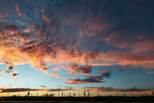 cactus and clouds landscape